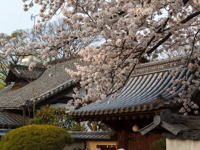 Experimenta la ruta japonesa del Cerezo en Flor sin salir de nuestras fronteras 