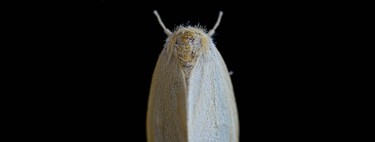 Una plaga de polillas gigantes ha invadido Madrid. Estos son los mejores trucos y métodos para que no molesten en casa