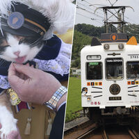 En 2007, Japón convirtió a una gata en la jefa de estación de una línea de tren moribunda. Hoy esa línea está salvada