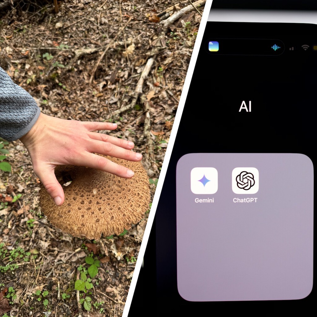 Quién sabe más de setas: ChatGPT, Gemini o mi padre. Los he enfrentado y ya tengo claro a quién preguntar mis dudas micológicas