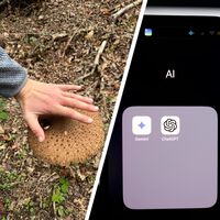 Quién sabe más de setas: ChatGPT, Gemini o mi padre. Los he enfrentado y ya tengo claro a quién preguntar mis dudas micológicas