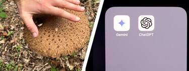 Quién sabe más de setas: ChatGPT, Gemini o mi padre. Los he enfrentado y ya tengo claro a quién preguntar mis dudas micológicas