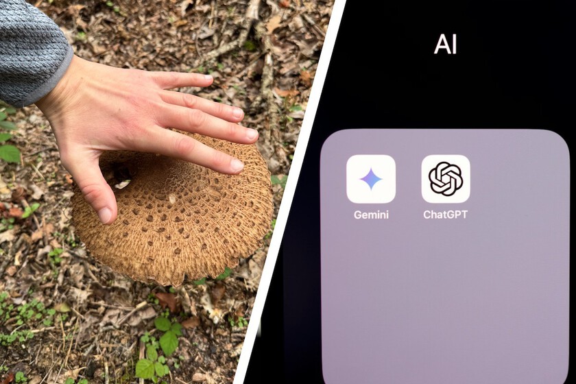 Cuando voy a coger setas siempre pregunto a mi padre las dudas. Este año lo he puesto a prueba frente a Gemini y ChatGPT
