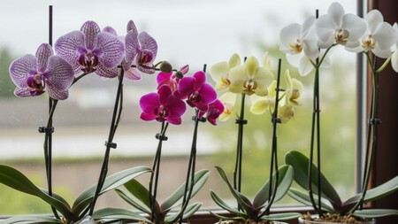 Orquideas de colores