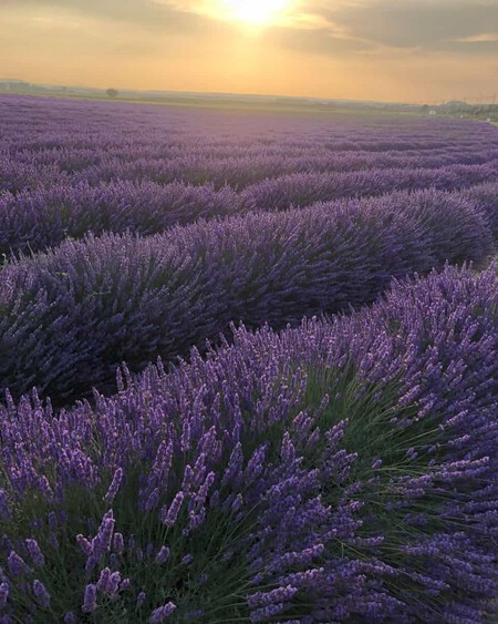 Campos Lavanda Sin Turistas Desconocidos