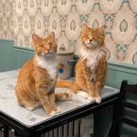Las patas de estos gatos no son largas por casualidad: son los primeros ejemplos de un raro trastorno genético humano 