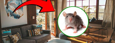 El secreto casero para alejar ratas y ratones: así un simple ingrediente de cocina resuelve el problema