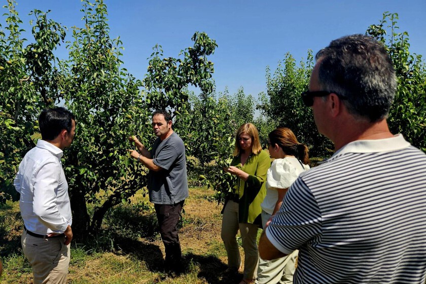 La pera conferencia de La Rioja está en "serio peligro" por el fuego bacteriano