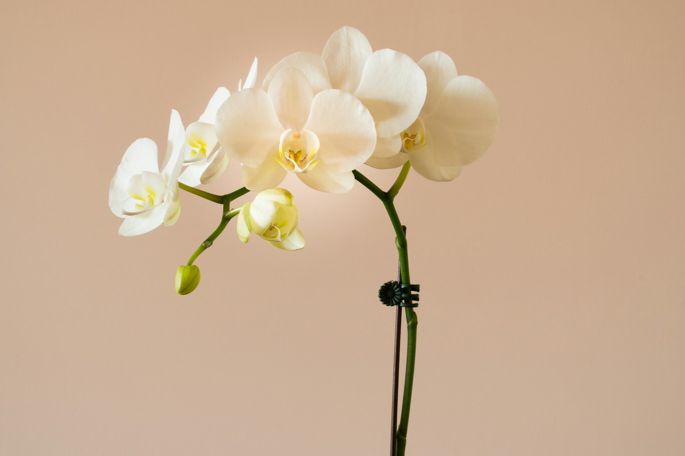 Orquídea en maceta, flor elegante de color púrpura en ambiente de interior