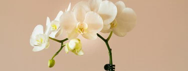 Alcampo lanza en tiendas una flor elegante que evoca al lujo, por menos de 5 euros y es ideal para decorar el salón 