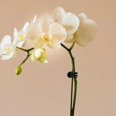 Alcampo lanza en tiendas una flor elegante que evoca al lujo, por menos de 5 euros y es ideal para decorar el salón 