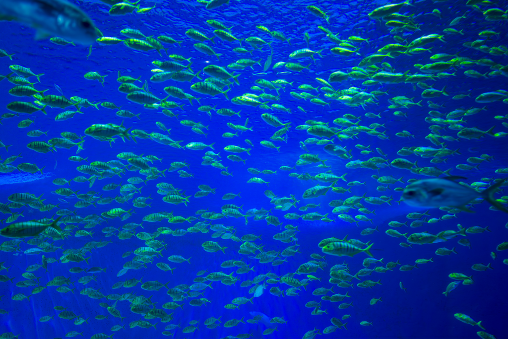 La fiebre por las baterías llega al abismo: los residuos mineros están cambiando la vida en las profundidades del Pacífico 