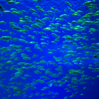 La fiebre por las baterías llega al abismo: los residuos mineros están cambiando la vida en las profundidades del Pacífico 