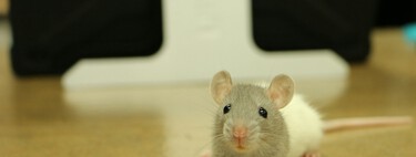 El problema de la experimentación animal no es la falta de ética, es que la ciencia todavía no tiene un plan B