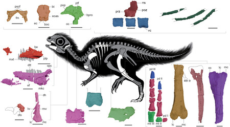 Anatomia do dinossauro