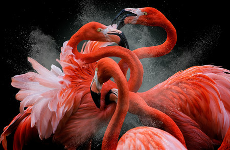 Estas son las mejores fotografías de aves según el concurso internacional ‘Bird Photographer of the Year 2018’