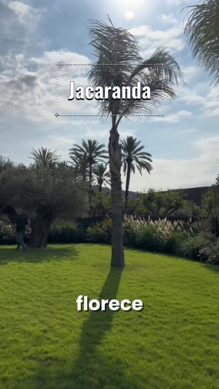 JACARANDA