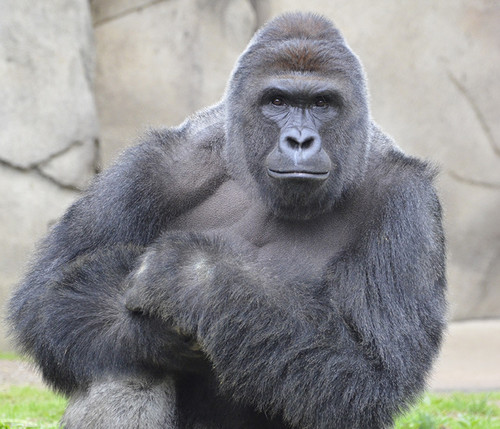 Dejemos de culpar a la madre del niño por la muerte del gorila Harambe