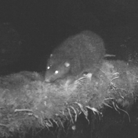Rato gigante é achado mais de 30 anos depois dos primeiros registros de sua existência