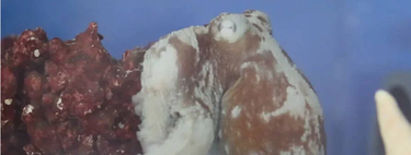 ¿Los pulpos sueñan y tienen pesadillas? Este impactante vídeo nos hace pensar que sí