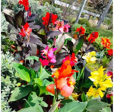 Canna Indica