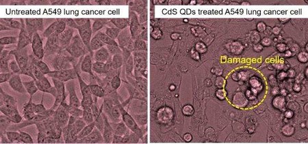 Se descubre casualmente que las nanopartículas de hojas de té destruyen células cancerosas
