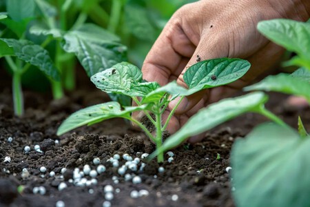 Sinaloa Lleva 10 Anos Esperando Planta Amoniaco Topolobampo Agricultores Ambientalistas Xataka Mexico