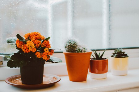 Kalanchoes cómo cuidar