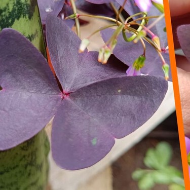 Planta mariposa: la planta morada que parece volar y que debes proteger del frío para que luzca en primavera