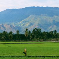 9 mil anos de cultivo de arroz estão em risco por causa de um problema para o qual não temos solução: o aquecimento global 