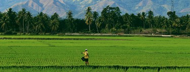 9 mil anos de cultivo de arroz estão em risco por causa de um problema para o qual não temos solução: o aquecimento global 