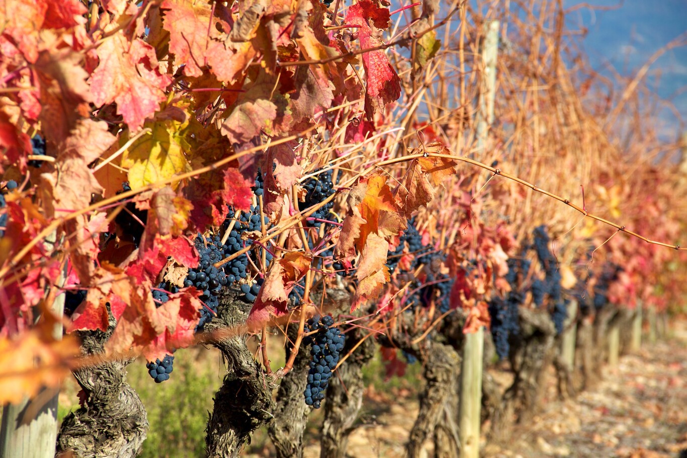 Citas para fotografiar el otoño: los viñedos de La Rioja Alta