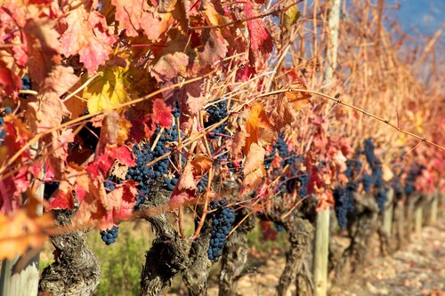 Citas para fotografiar el otoño: los viñedos de La Rioja Alta