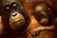 El "síndrome de la cuna con pinchos"