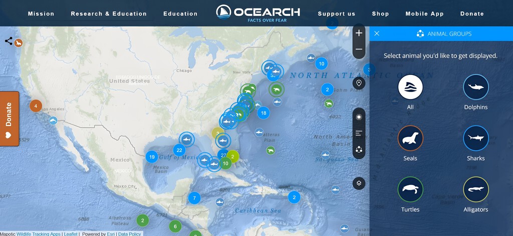 Una ventana al océano: Seguimiento en tiempo real de la vida marina