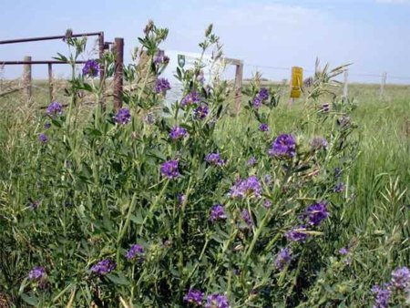 La alfalfa, un potente depurativo poco conocido