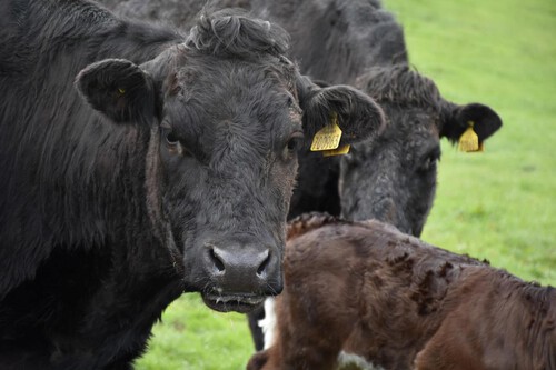 Dni Electronico Vacas Min