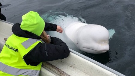 La ballena beluga Hvaldimir junto a sus rescatistas