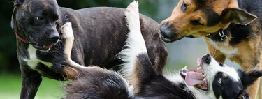 Cómo pasear a dos perros a la vez o por qué las correas de doble enganche son el demonio 