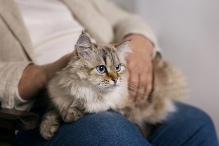 Apego gatos