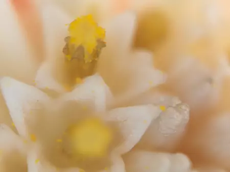 Microscopio Foto 2