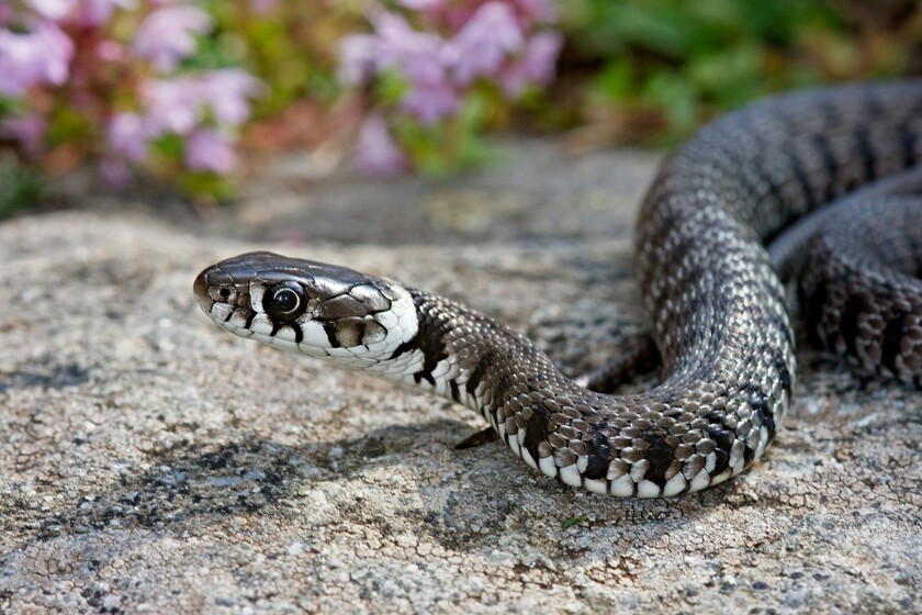 serpiente