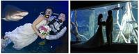 Mallorca: bodas bajo el agua y rodeados de tiburones
