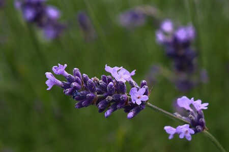 Lavender 9651836 1920