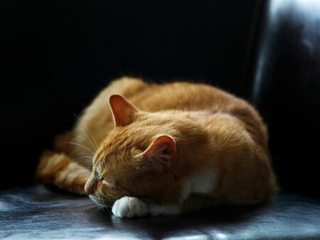 Gatos Naranja 4