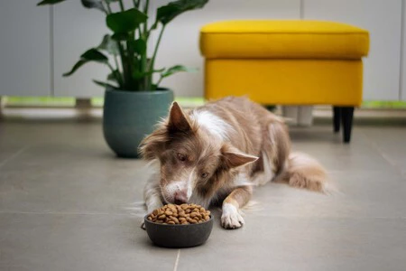 La OCU escoge los cuatro mejores piensos para perros de 2022