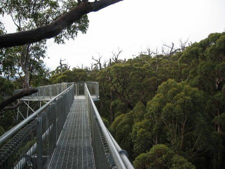 Tree Top Walk: caminando sobre los árboles