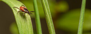 Siete plantas fáciles de cultivar que mantienen a las garrapatas lejos de tu jardín