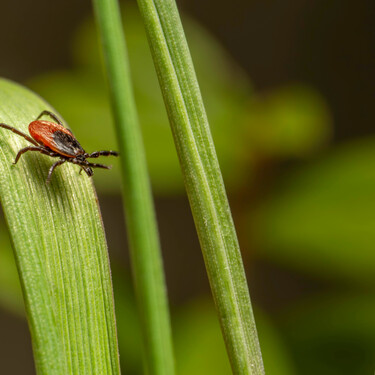 Siete plantas que mantienen a las garrapatas lejos de tu jardín 