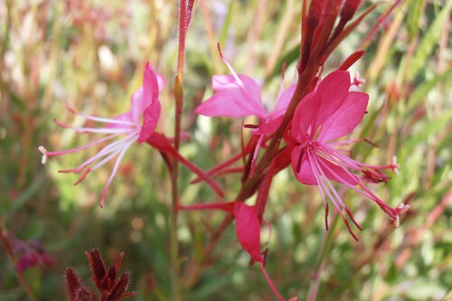 Gaura Lindheimeri Siskiyou Pink 3 Tn